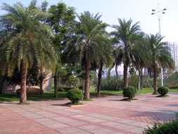 花卉世界網(wǎng) 福建省 上海 南安市新藍(lán)天園林綠化產(chǎn)品展示