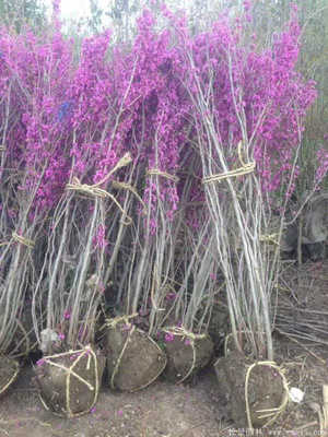 河南開元園林生態實業