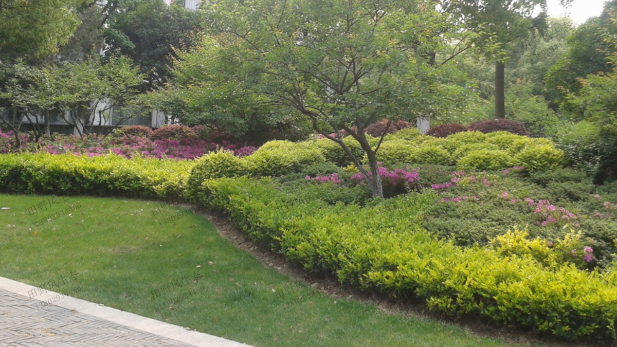 住宅小區(qū)園林綠化養(yǎng)護管理服務(wù)-綠化養(yǎng)護-廣東田野風(fēng)實業(yè)