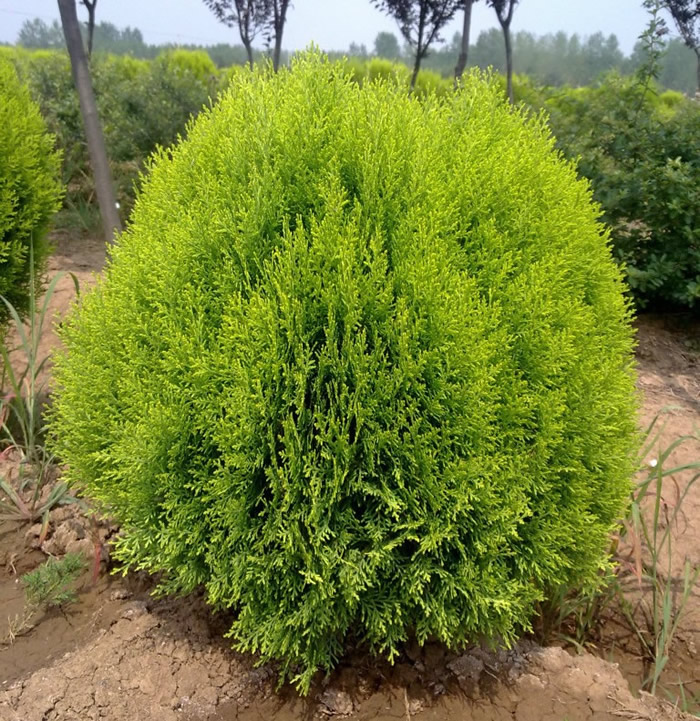 _河南灑金柏_河南開元園林生態實業