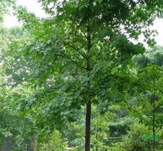 河南北方園林綠化實(shí)業(yè)